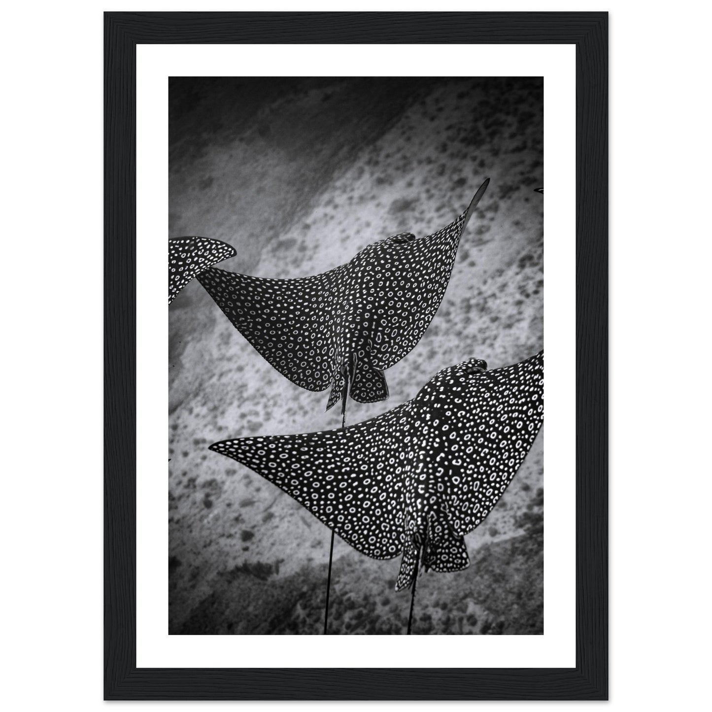 SPOTTED EAGLE RAY SQUAD - WOODEN FRAME