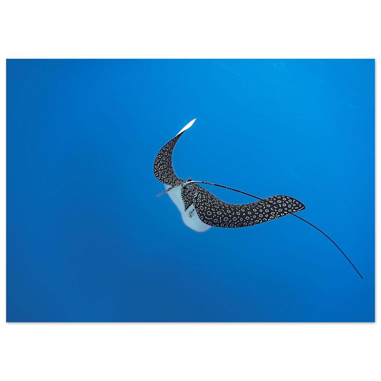 SPOTTED EAGLE RAY - MATTE POSTER