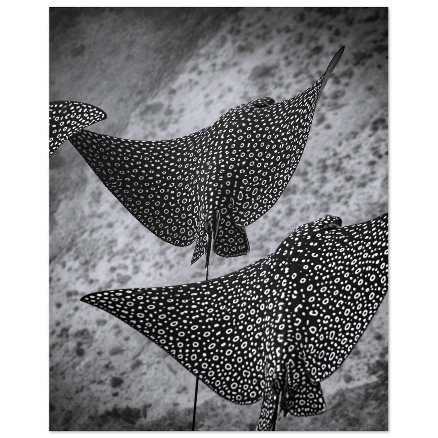 SPOTTED EAGLE RAY SQUAD - MATTE POSTER