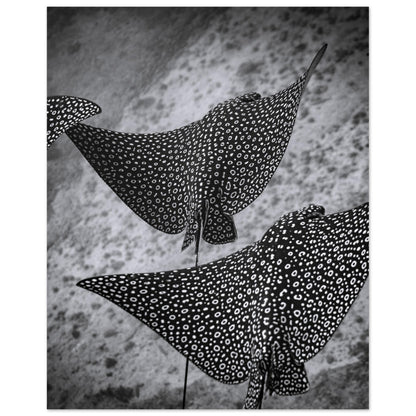 SPOTTED EAGLE RAY SQUAD - MATTE POSTER