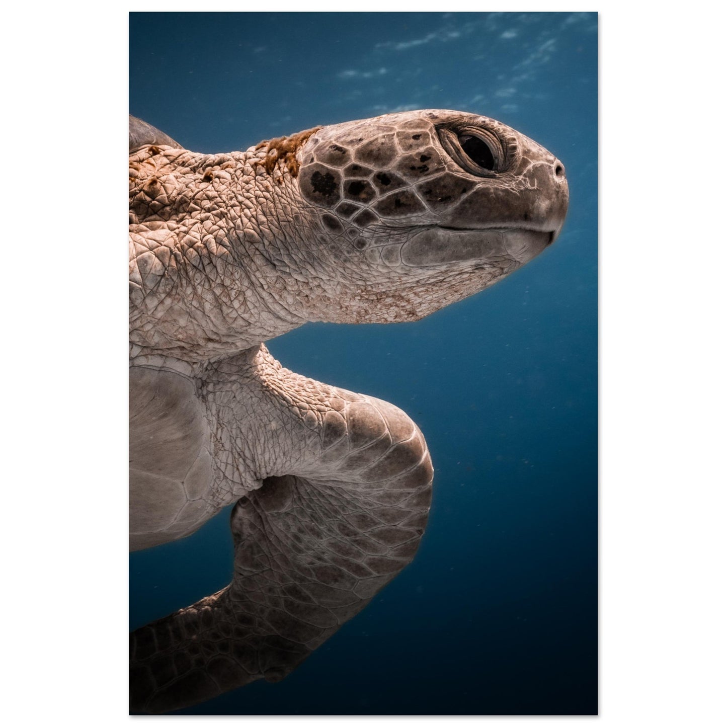 BENEATH A TURTLE - MATTE POSTER