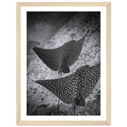 SPOTTED EAGLE RAY SQUAD - WOODEN FRAME