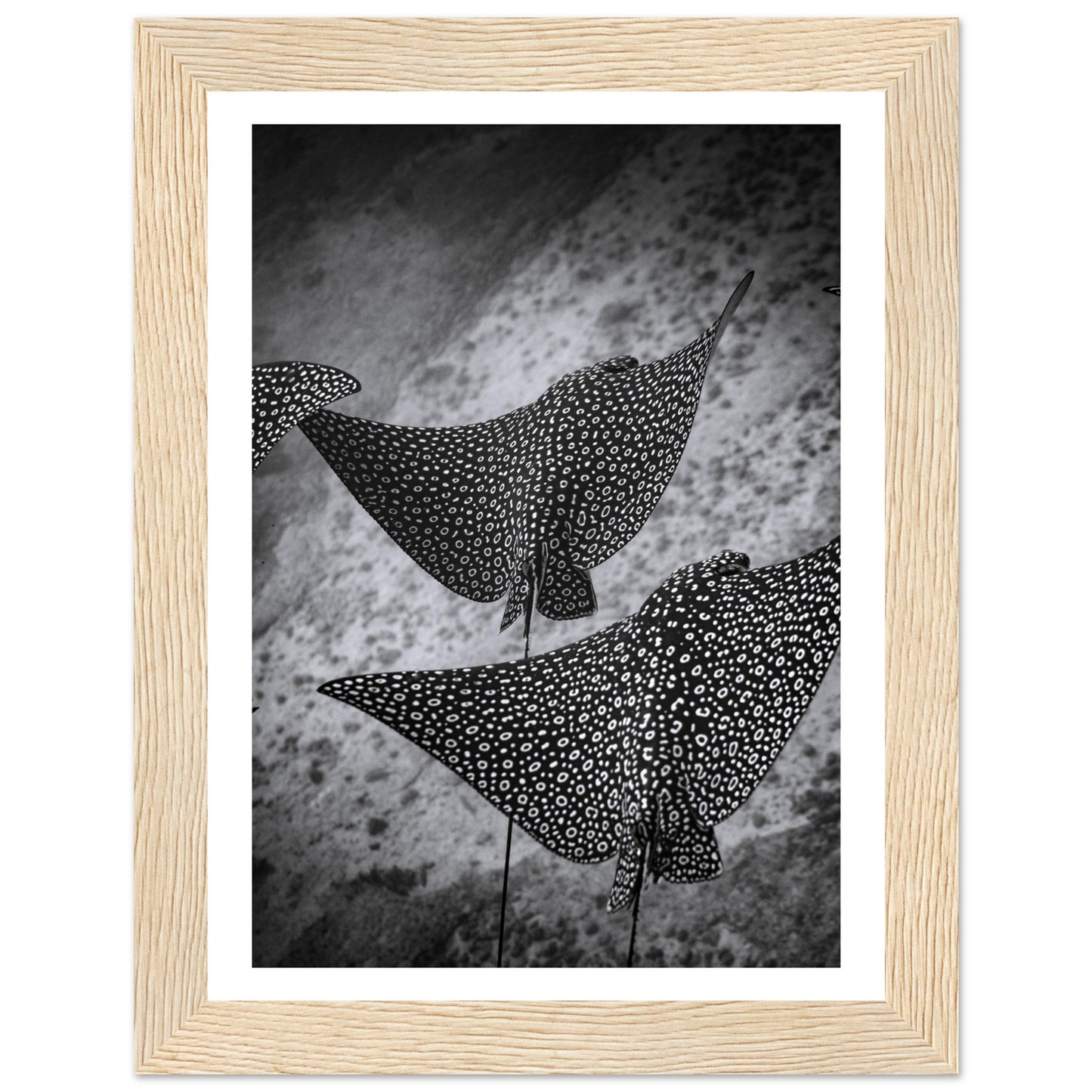 SPOTTED EAGLE RAY SQUAD - WOODEN FRAME