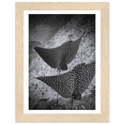 SPOTTED EAGLE RAY SQUAD - WOODEN FRAME
