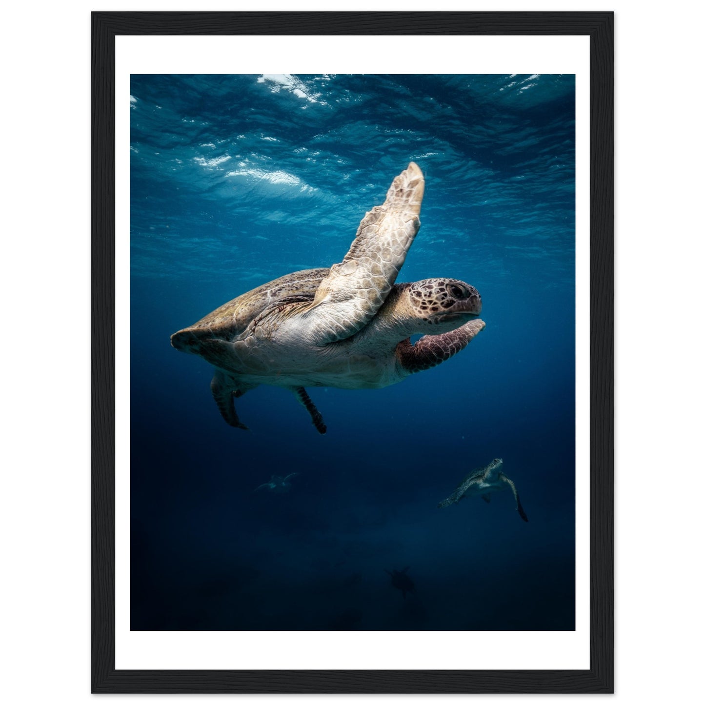 MATING SEA TURTLES - WOODEN FRAME