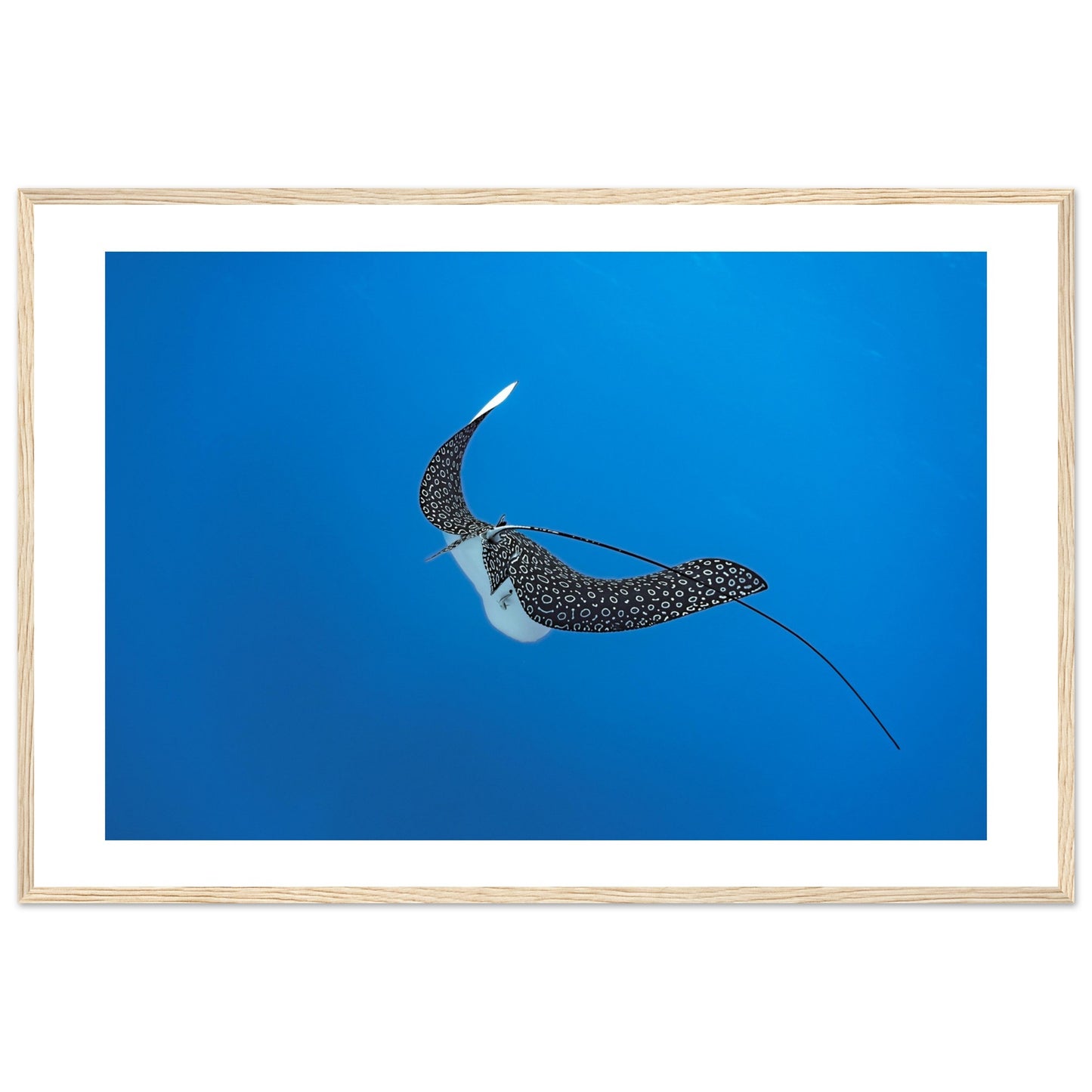 SPOTTED EAGLE RAY - WOODEN FRAME