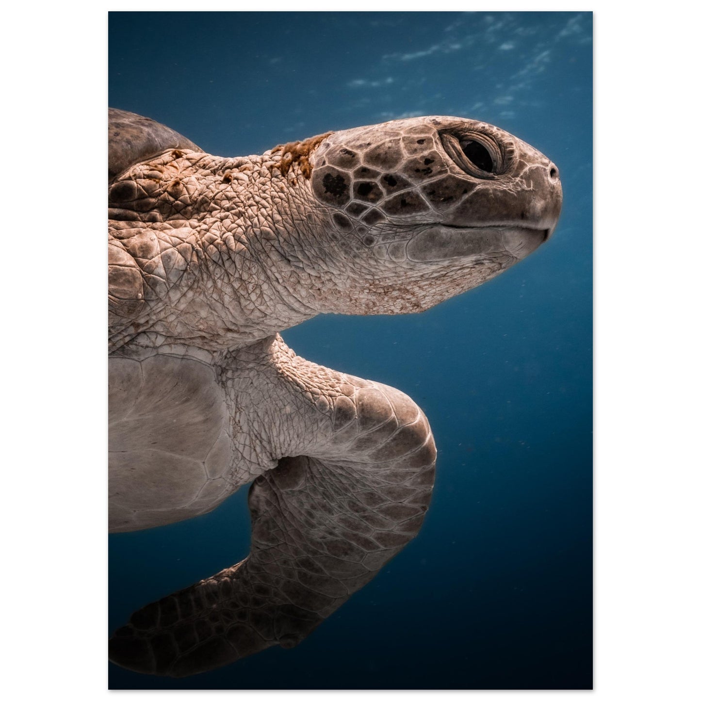 BENEATH A TURTLE - MATTE POSTER