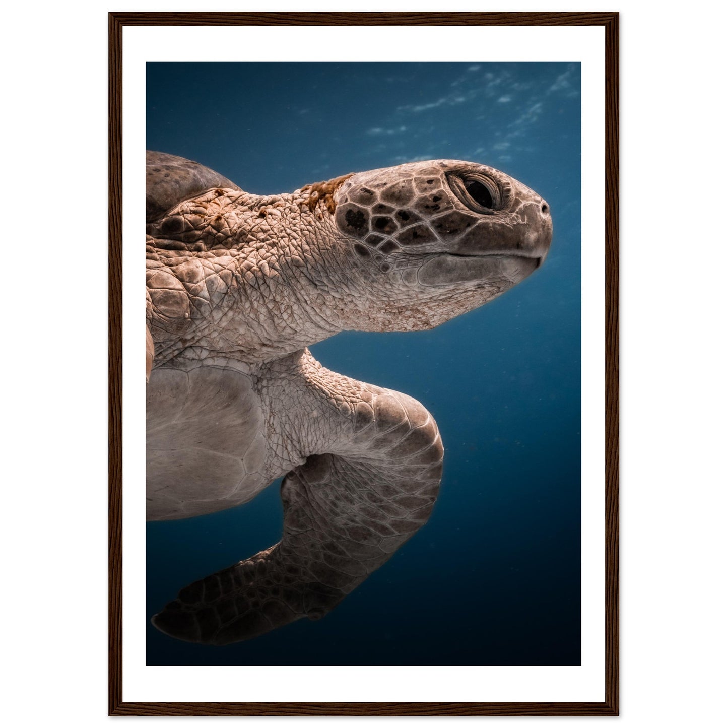 BENEATH A TURTLE - WOODEN FRAME