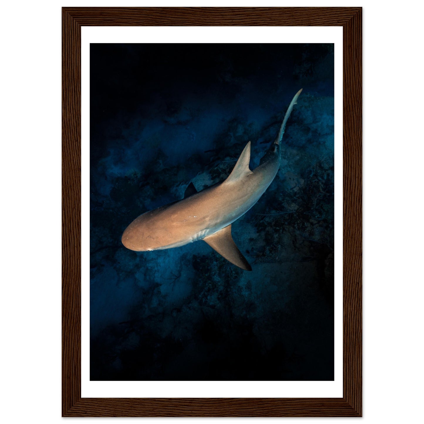 CURIOUS REEF SHARK - WOODEN FRAME