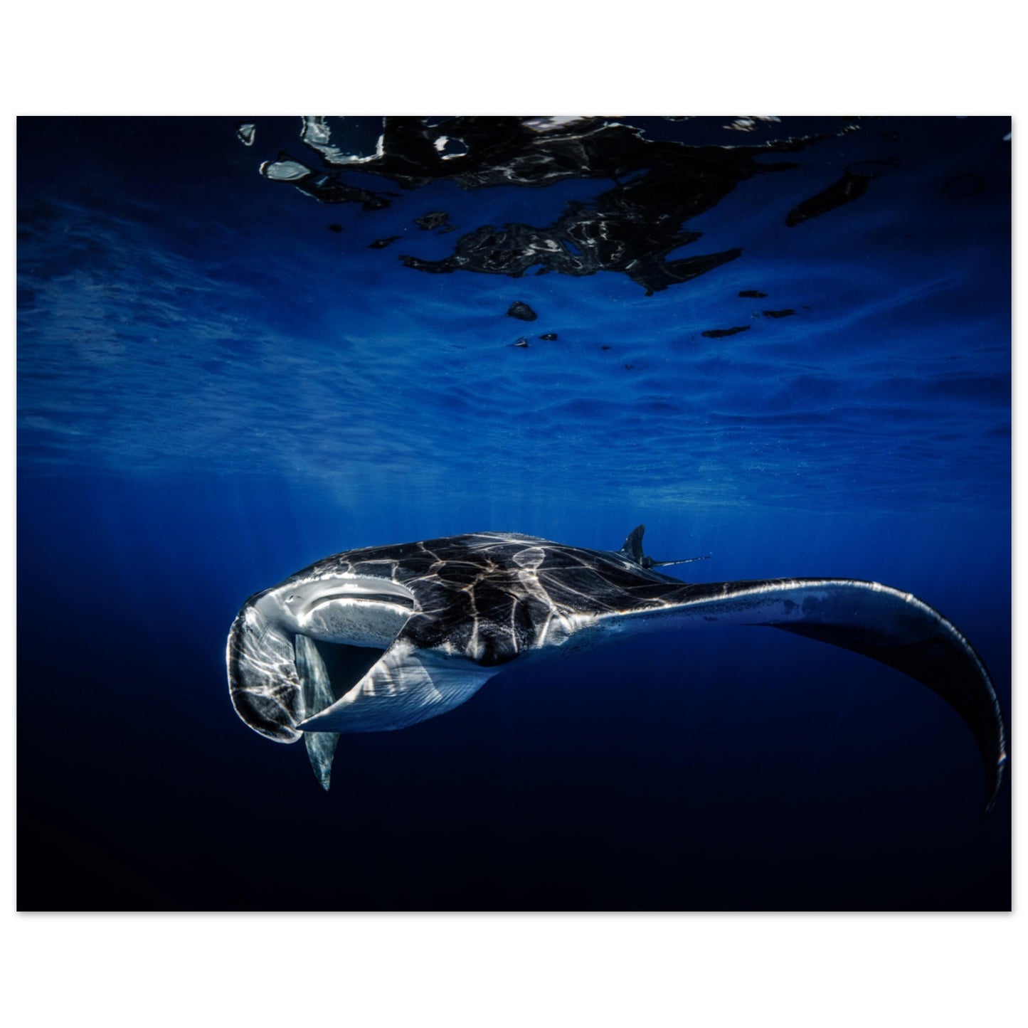 GIANT MANTA RAY - MATTE POSTER