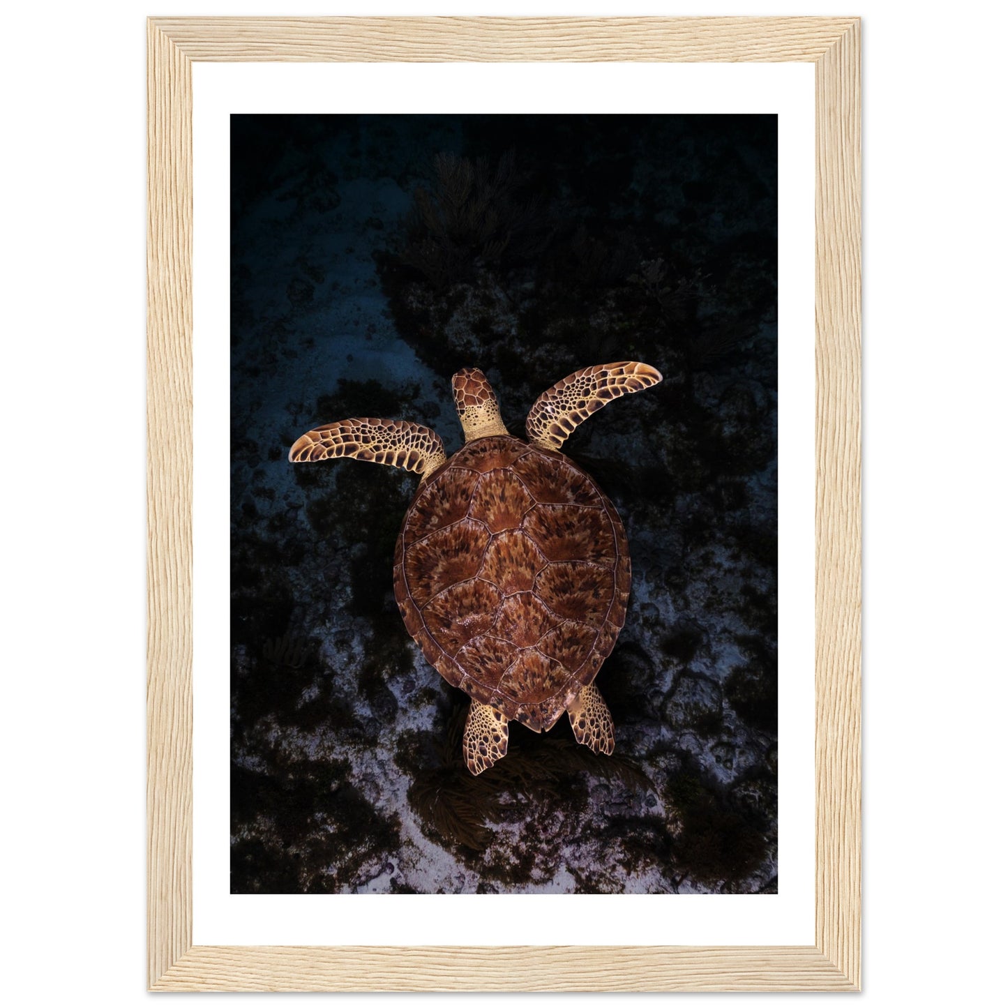 FLYING BABY TURTLE- WOODEN FRAME