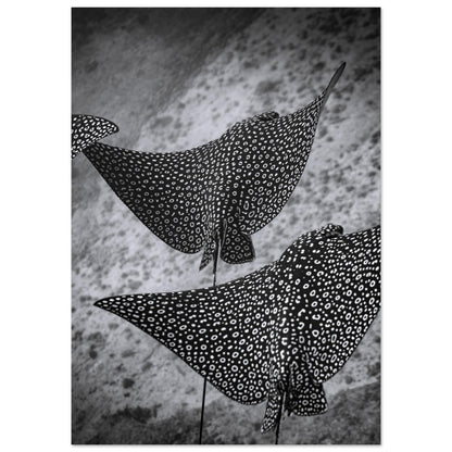 SPOTTED EAGLE RAY SQUAD - MATTE POSTER