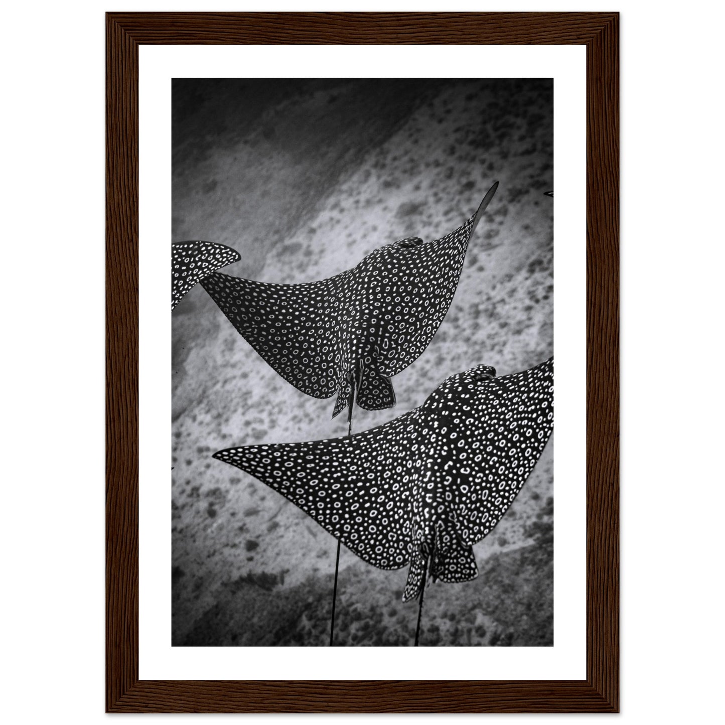 SPOTTED EAGLE RAY SQUAD - WOODEN FRAME