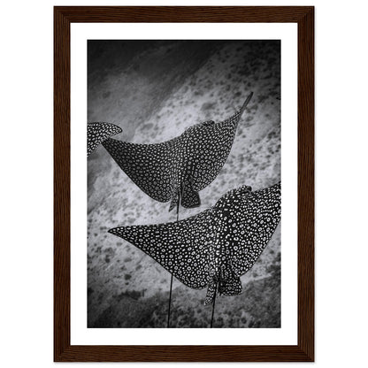 SPOTTED EAGLE RAY SQUAD - WOODEN FRAME
