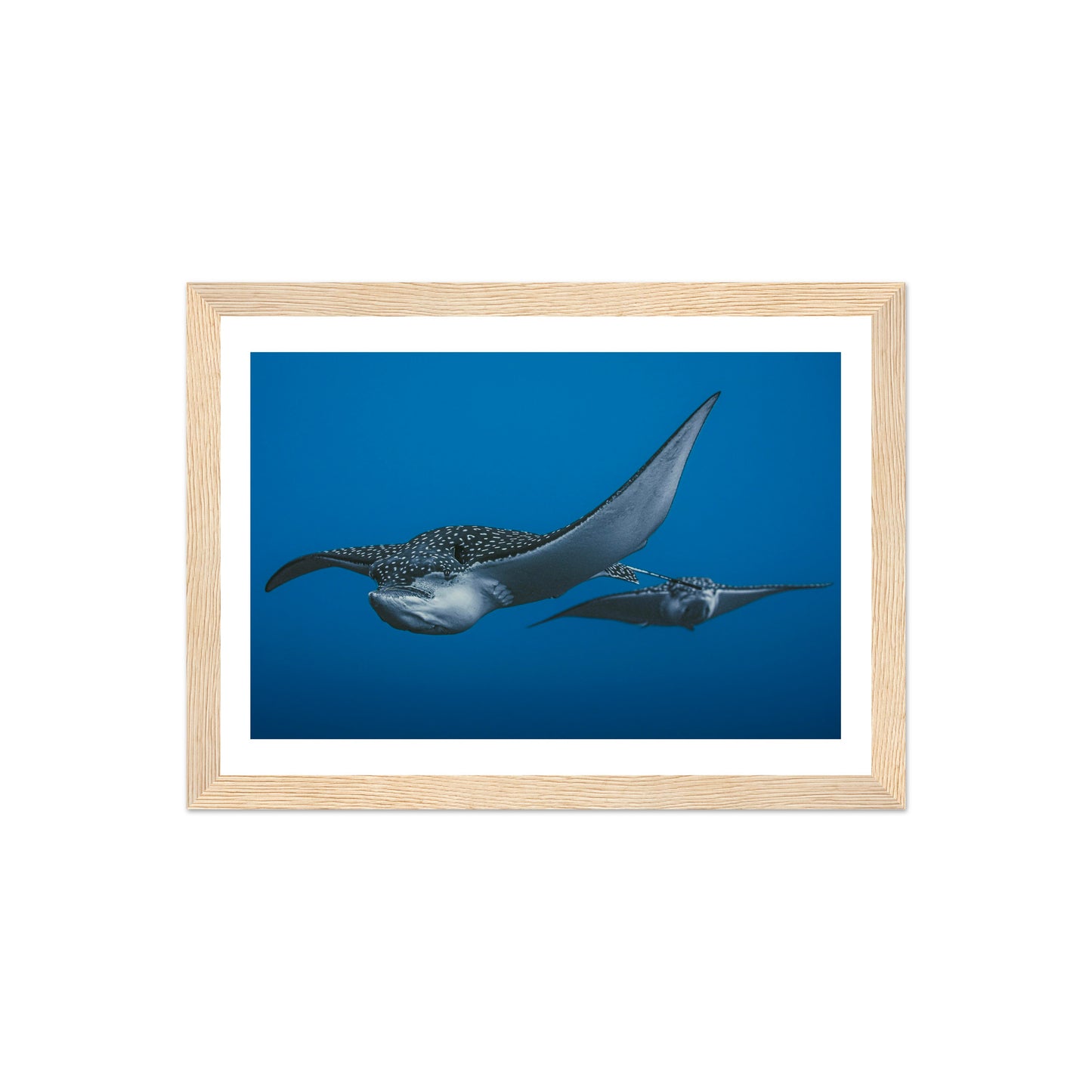 THE FLIGHT OF SPOTTED EAGLE RAYS - WOODEN FRAME