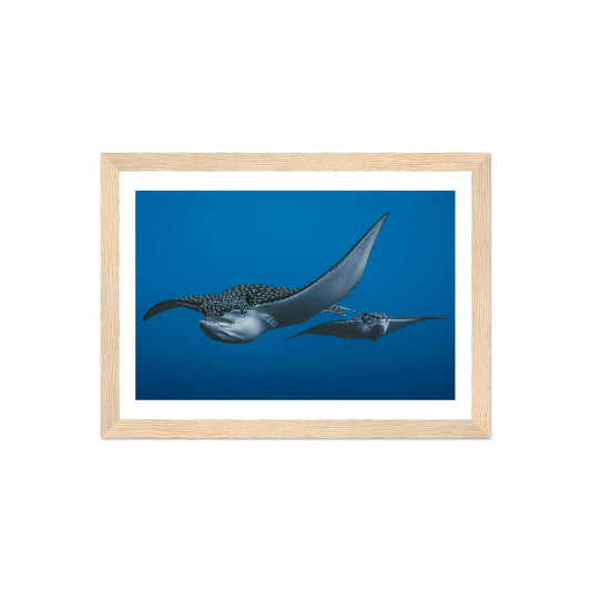 THE FLIGHT OF SPOTTED EAGLE RAYS - WOODEN FRAME