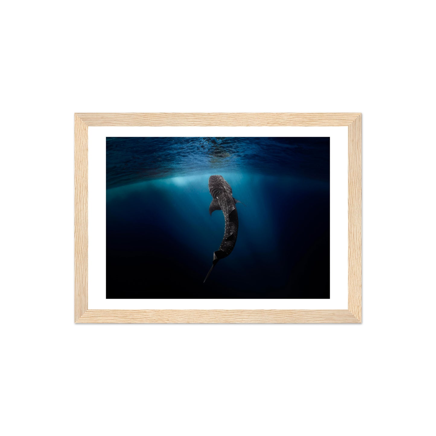 WHALE SHARK EATING AT THE SURFACE - WOODEN FRAME