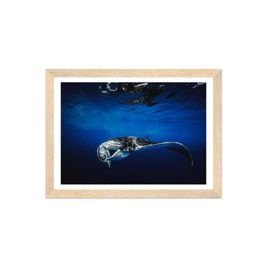 GIANT MANTA RAY - WOODEN FRAME