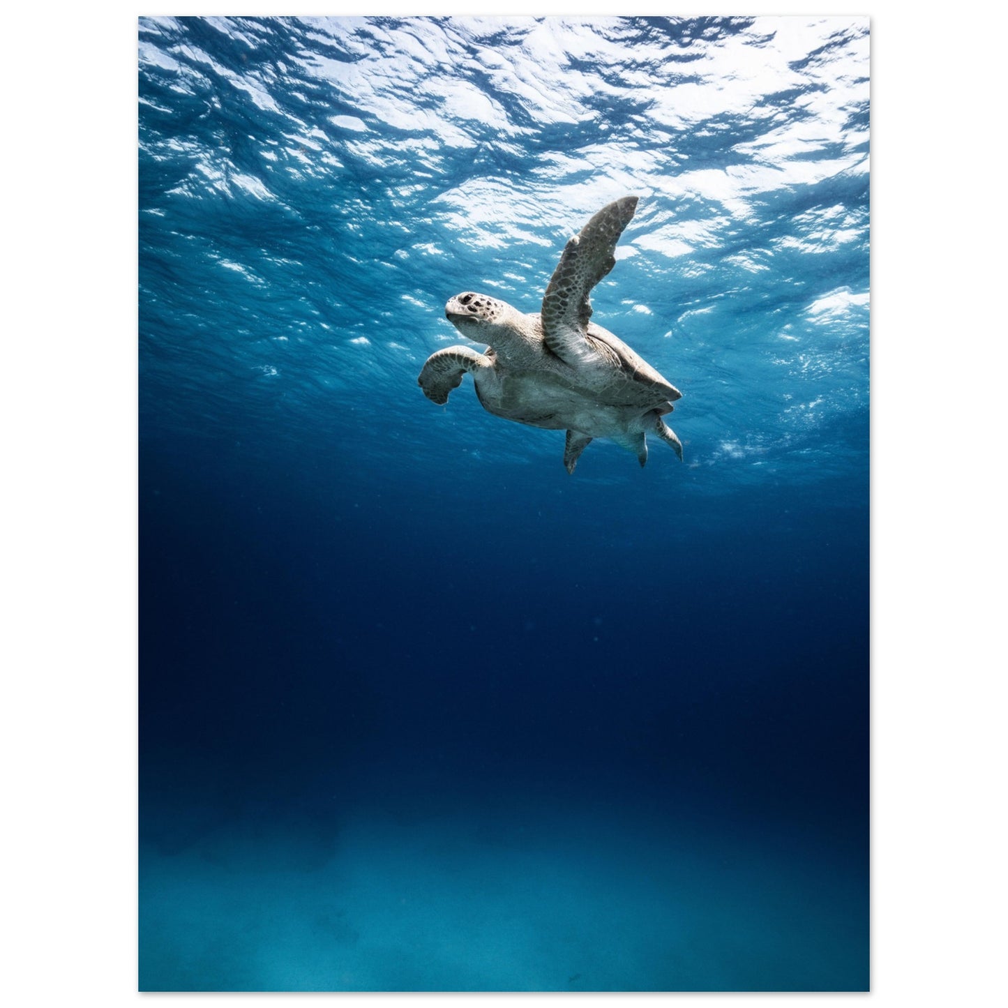 THE SEARCH OF MATE - TURTLE ODYSSEY - MATTE POSTER