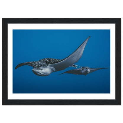 THE FLIGHT OF SPOTTED EAGLE RAYS - WOODEN FRAME
