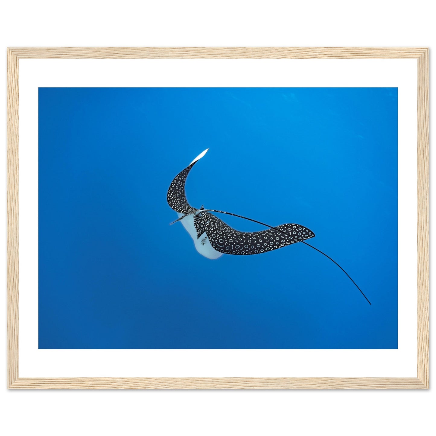 SPOTTED EAGLE RAY - WOODEN FRAME