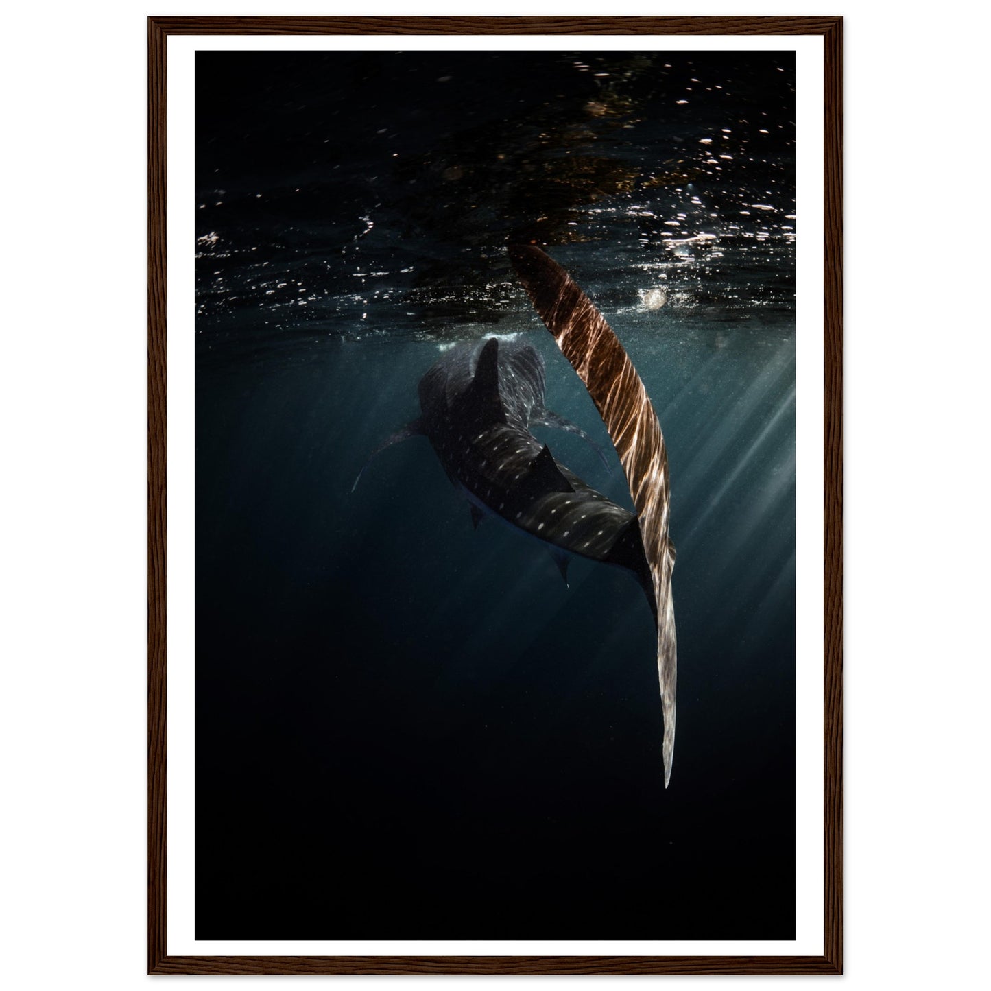 WHALE SHARK ENCOUNTER - WOODEN FRAME