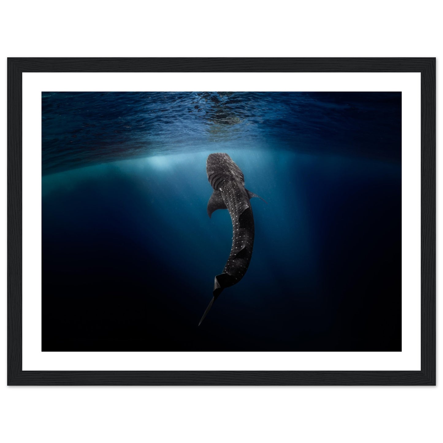 WHALE SHARK EATING AT THE SURFACE - WOODEN FRAME