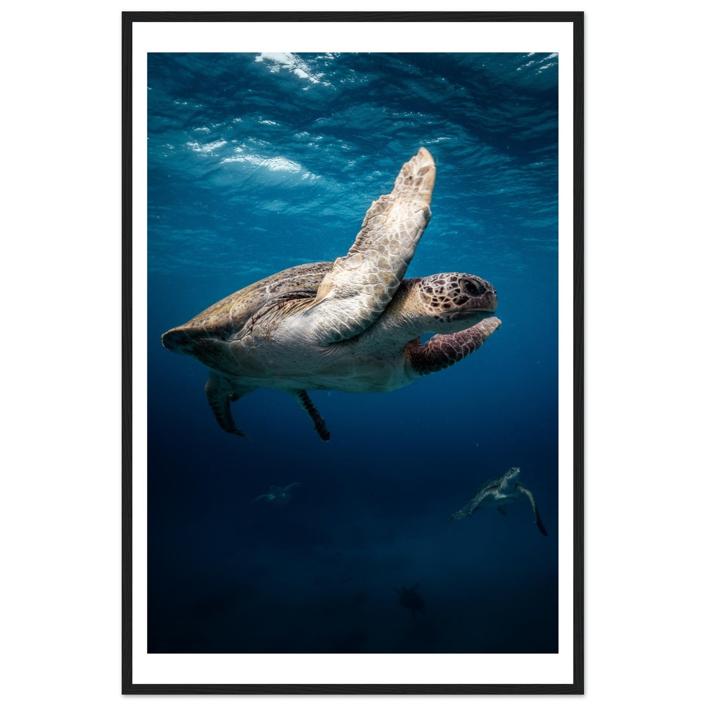 MATING SEA TURTLES - WOODEN FRAME