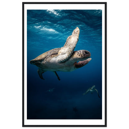 MATING SEA TURTLES - WOODEN FRAME