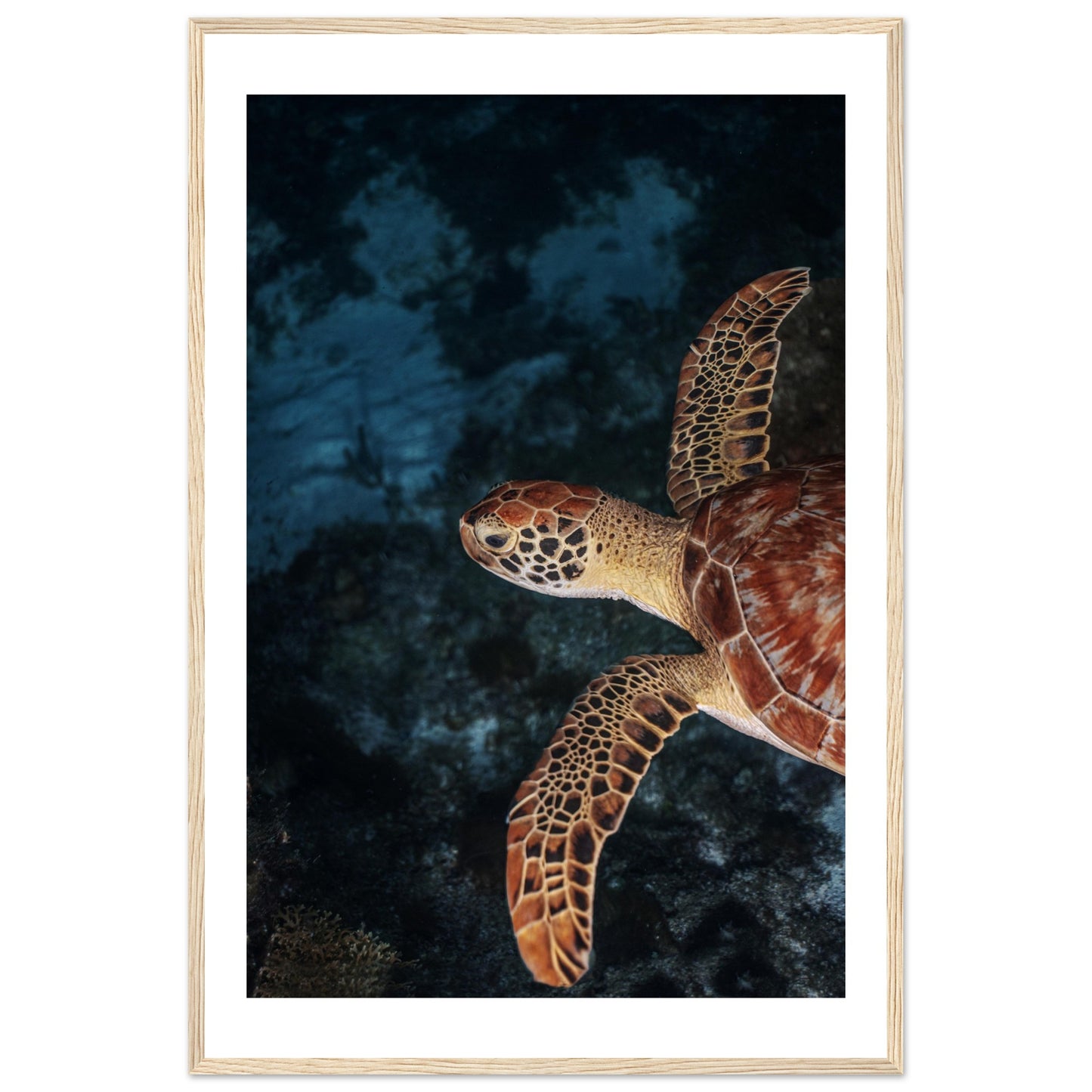 FLYING BABY TURTLE (PROFIL) - WOODEN FRAME