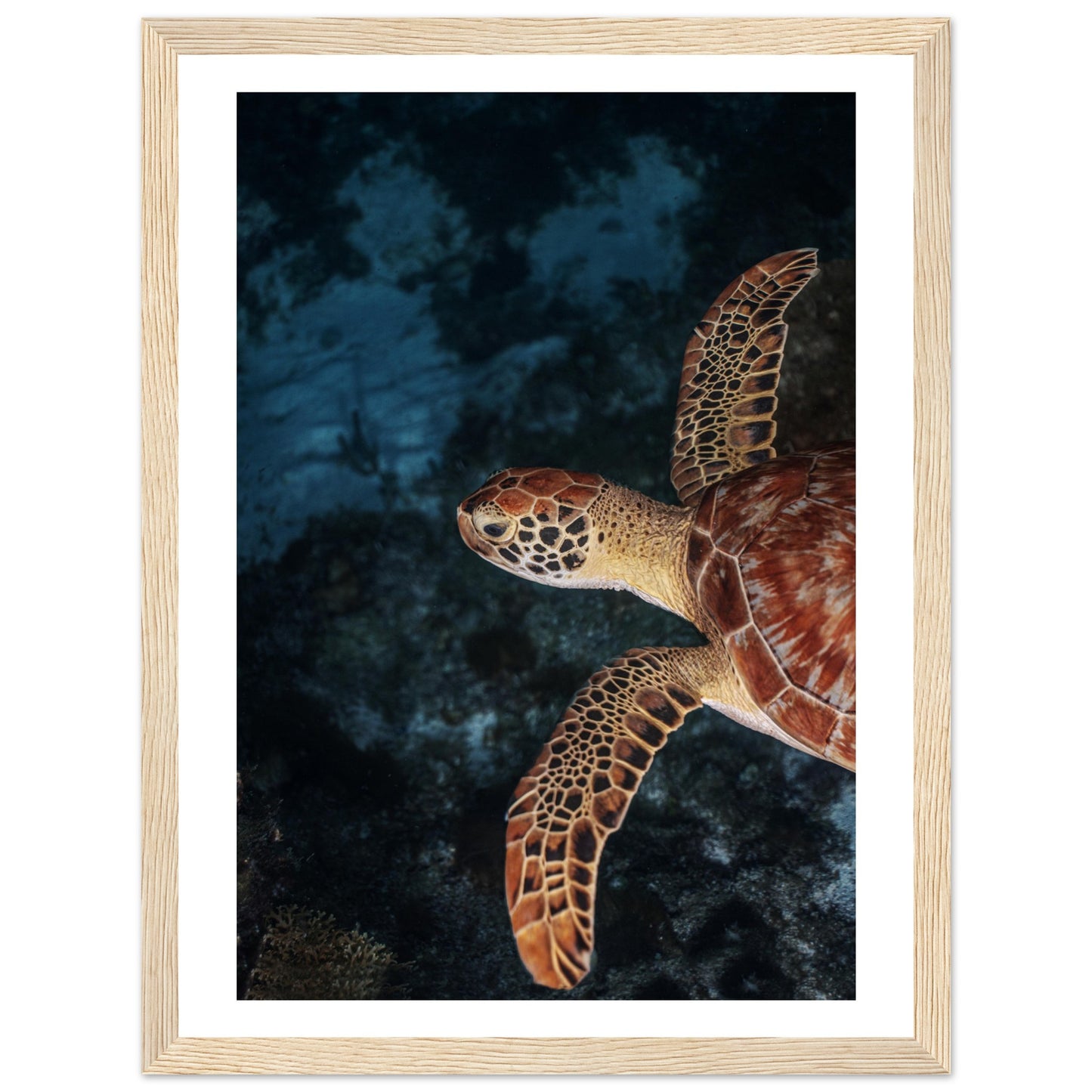 FLYING BABY TURTLE (PROFIL) - WOODEN FRAME
