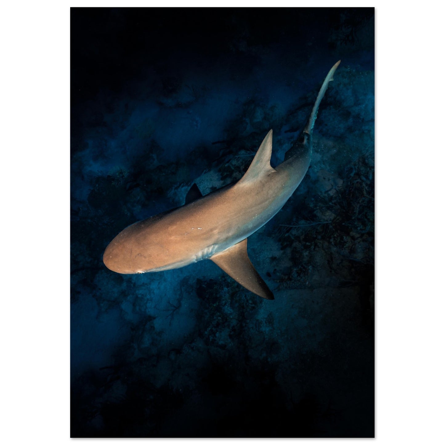 CURIOUS REEF SHARK - MATTE POSTER