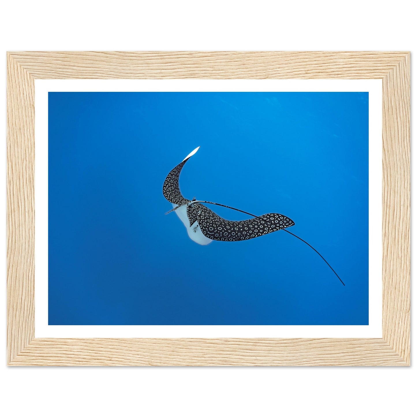 SPOTTED EAGLE RAY - WOODEN FRAME