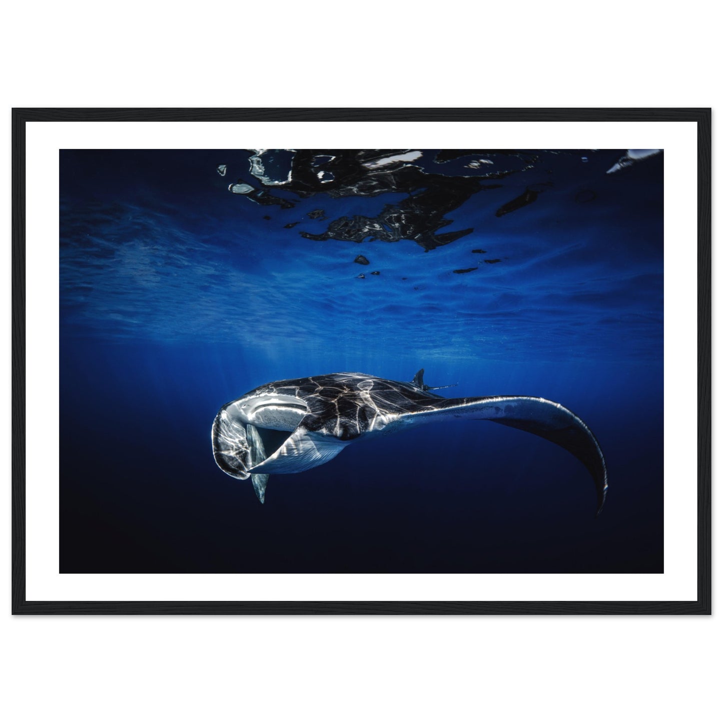 GIANT MANTA RAY - WOODEN FRAME