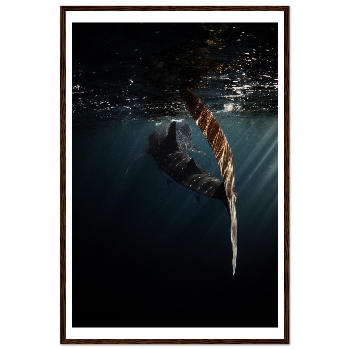 WHALE SHARK ENCOUNTER - WOODEN FRAME