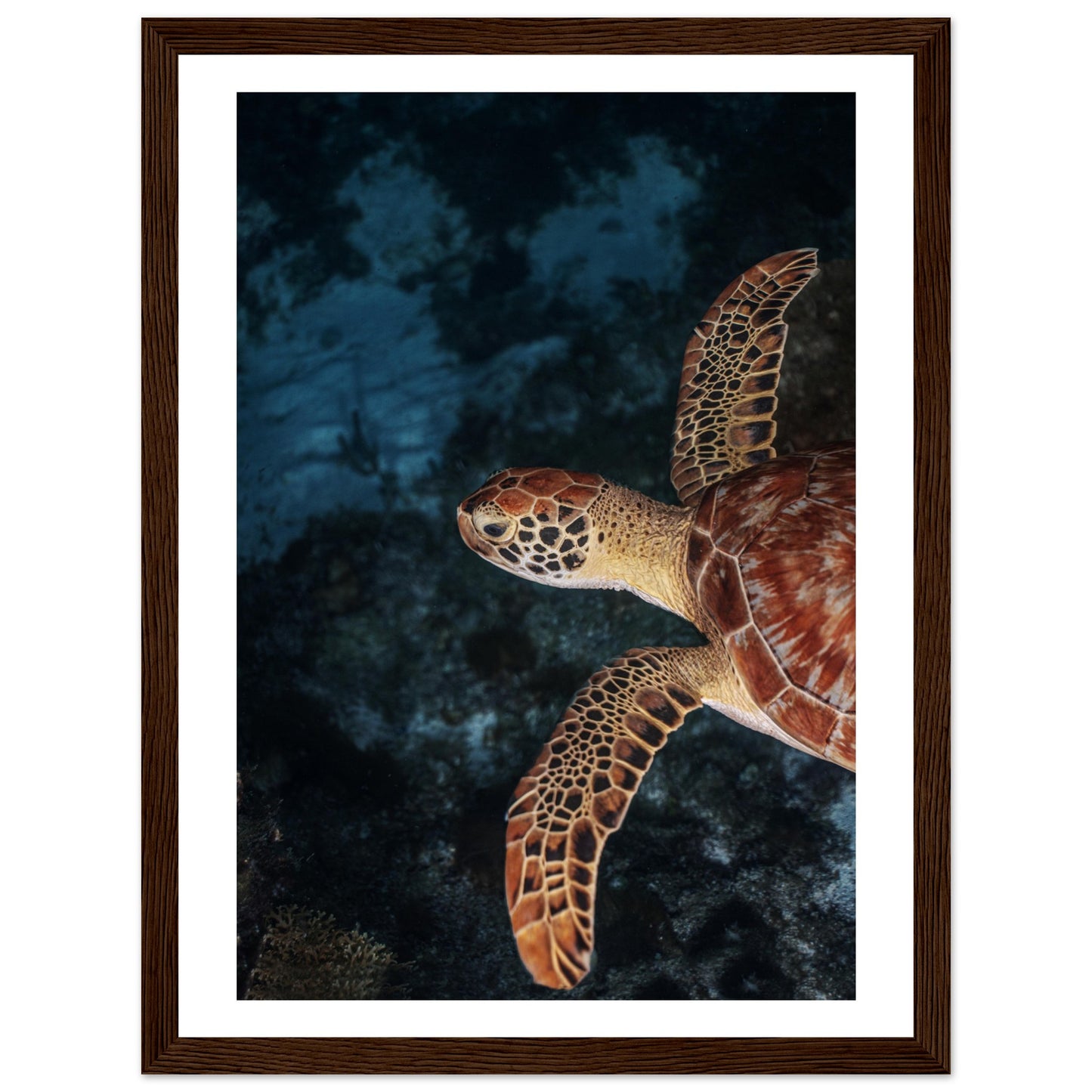 FLYING BABY TURTLE (PROFIL) - WOODEN FRAME