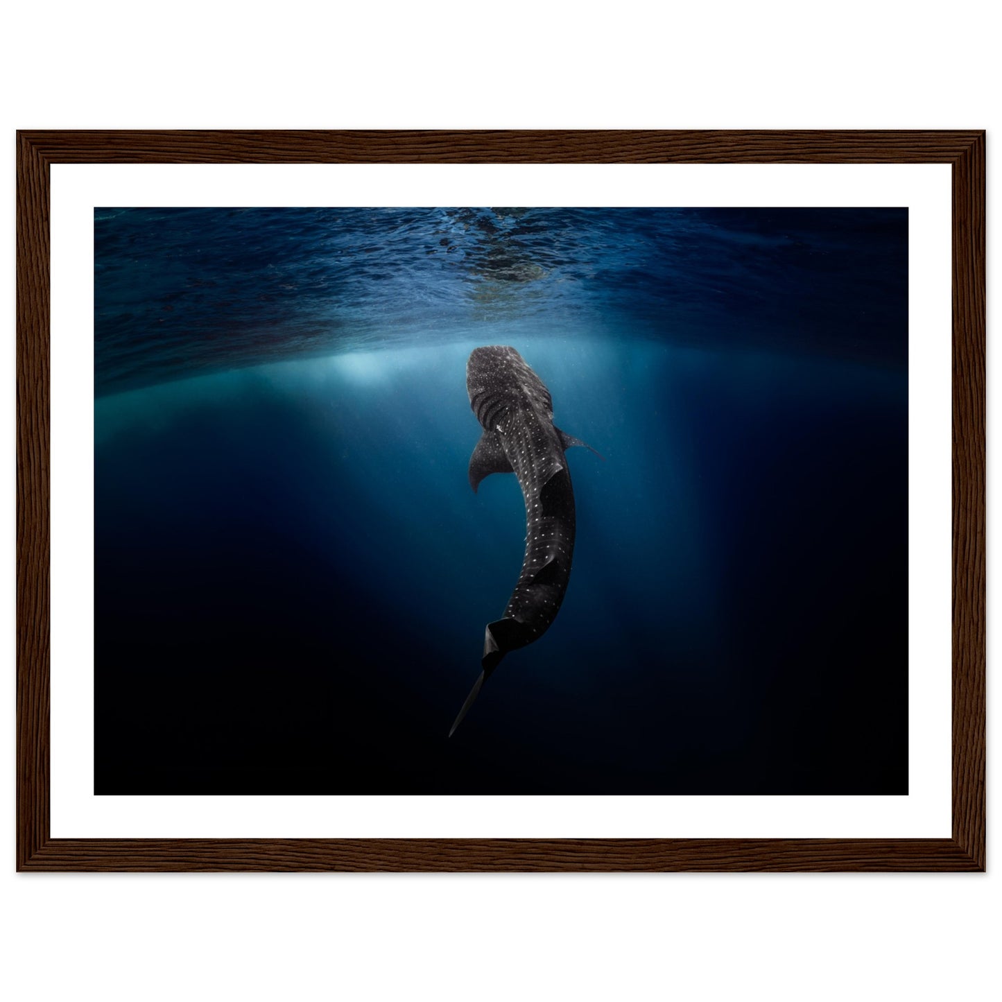 WHALE SHARK EATING AT THE SURFACE - WOODEN FRAME