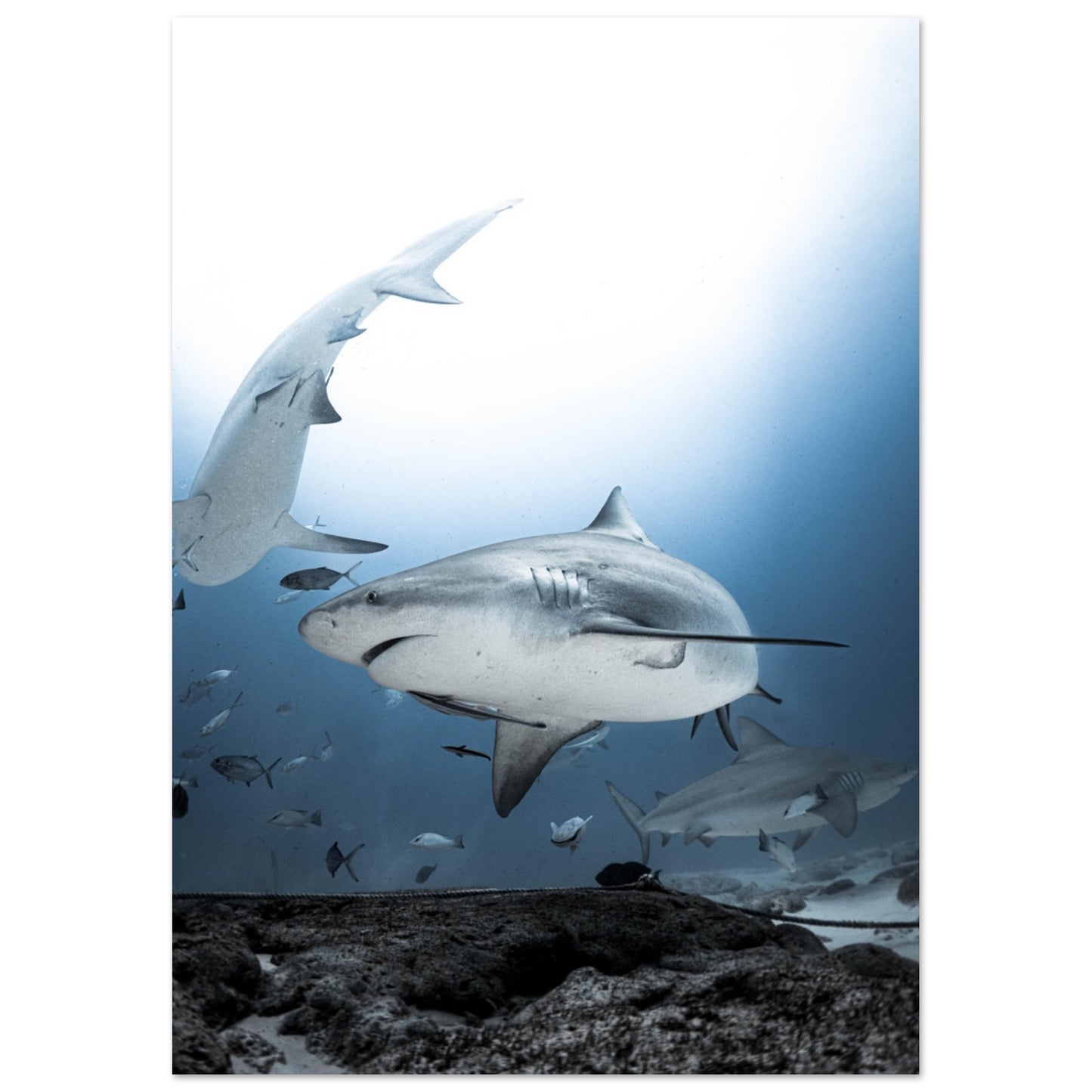 BULL SHARKS ENCOUNTER - MATTE POSTER