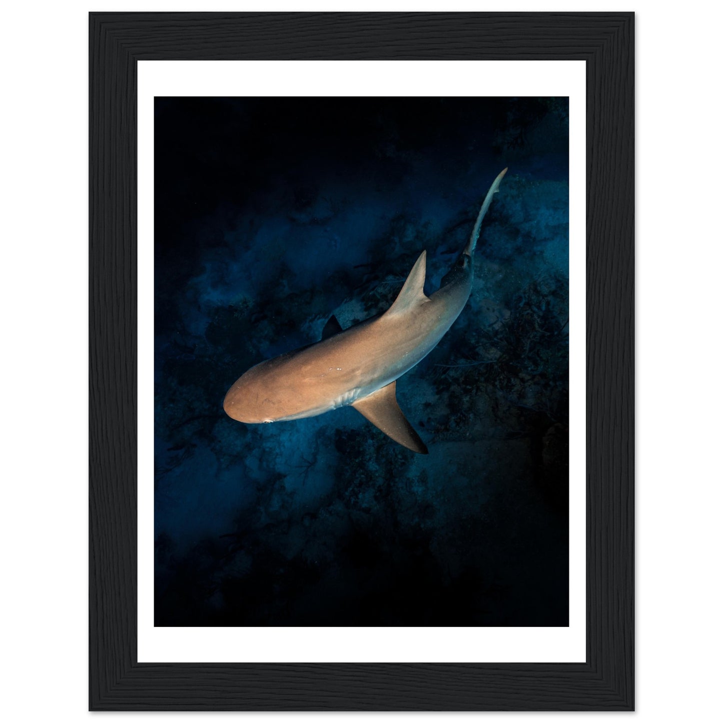 CURIOUS REEF SHARK - WOODEN FRAME