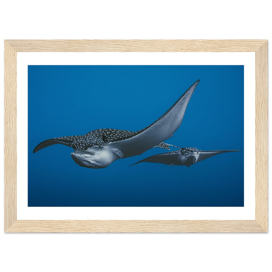THE FLIGHT OF SPOTTED EAGLE RAYS - WOODEN FRAME