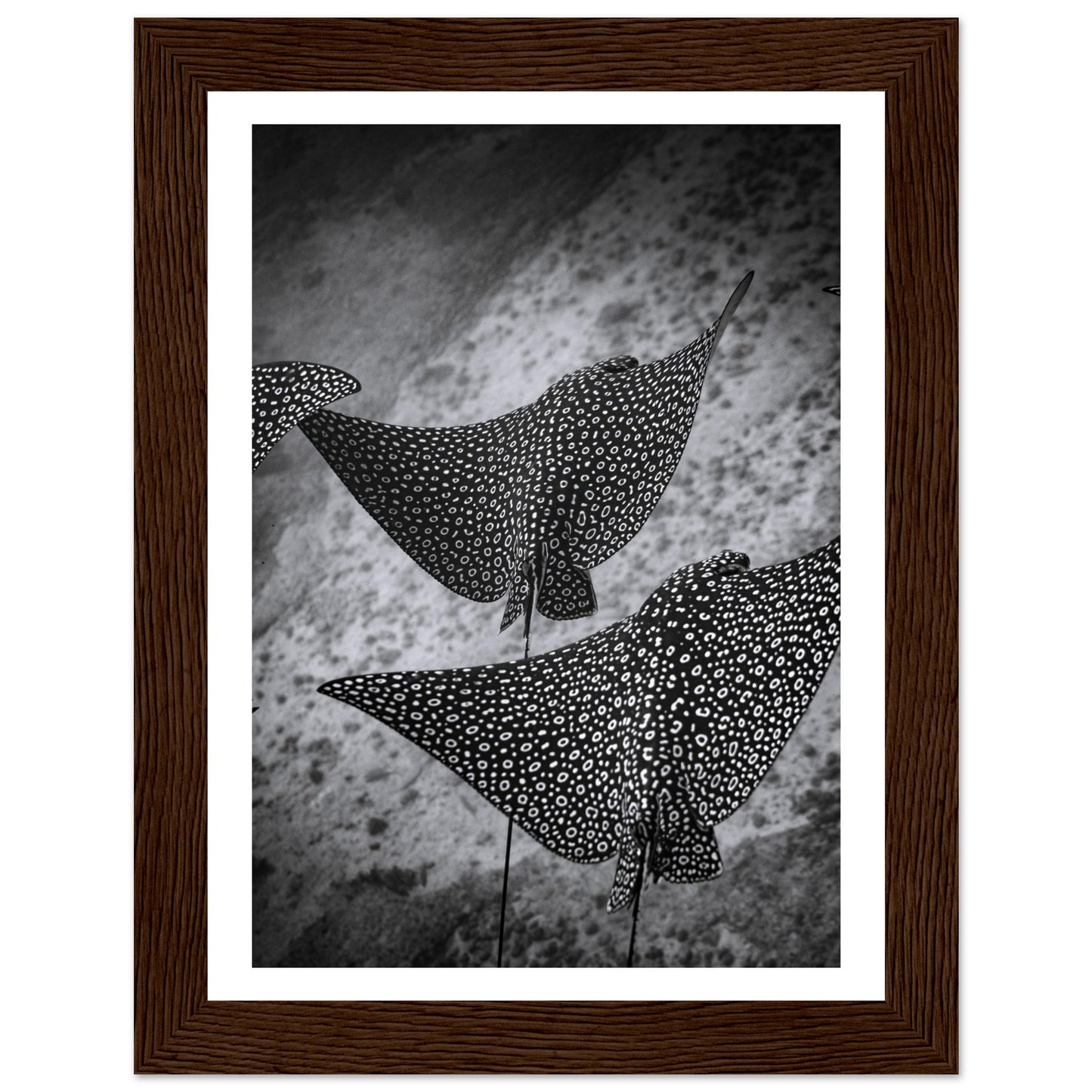 SPOTTED EAGLE RAY SQUAD - WOODEN FRAME