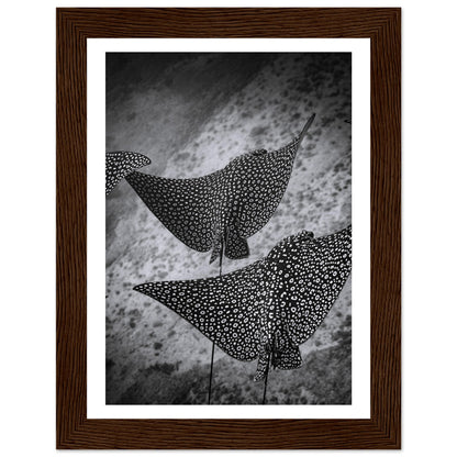 SPOTTED EAGLE RAY SQUAD - WOODEN FRAME
