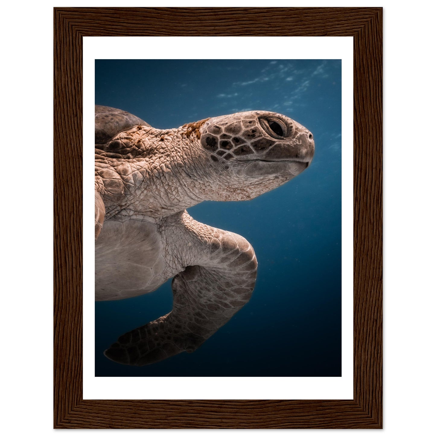 BENEATH A TURTLE - WOODEN FRAME