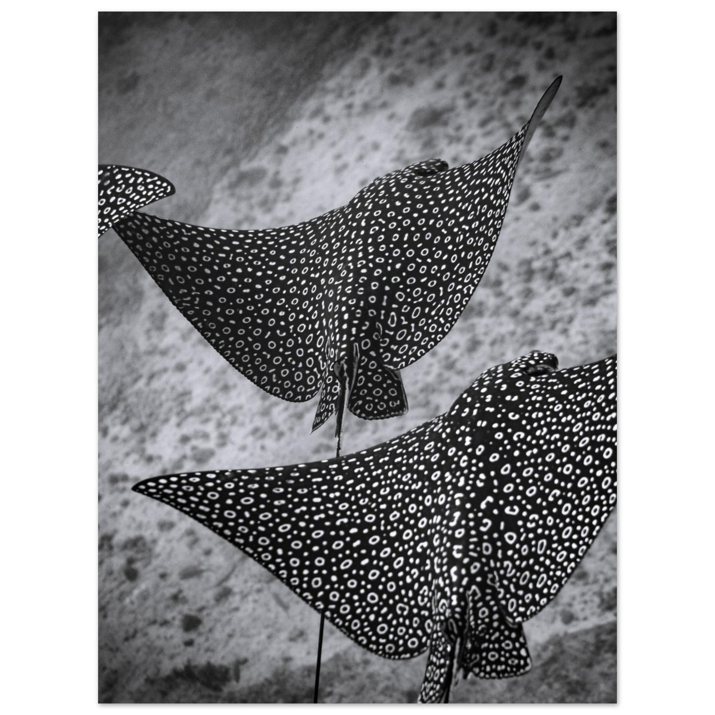 SPOTTED EAGLE RAY SQUAD - MATTE POSTER