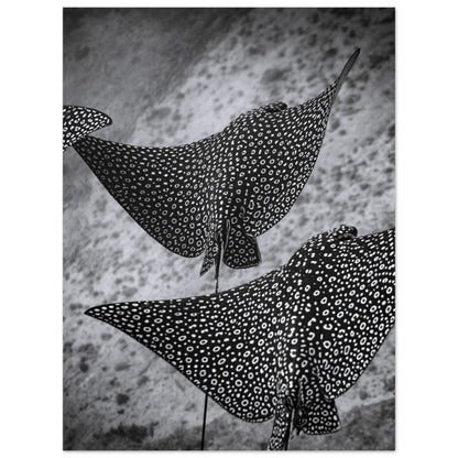 SPOTTED EAGLE RAY SQUAD - MATTE POSTER
