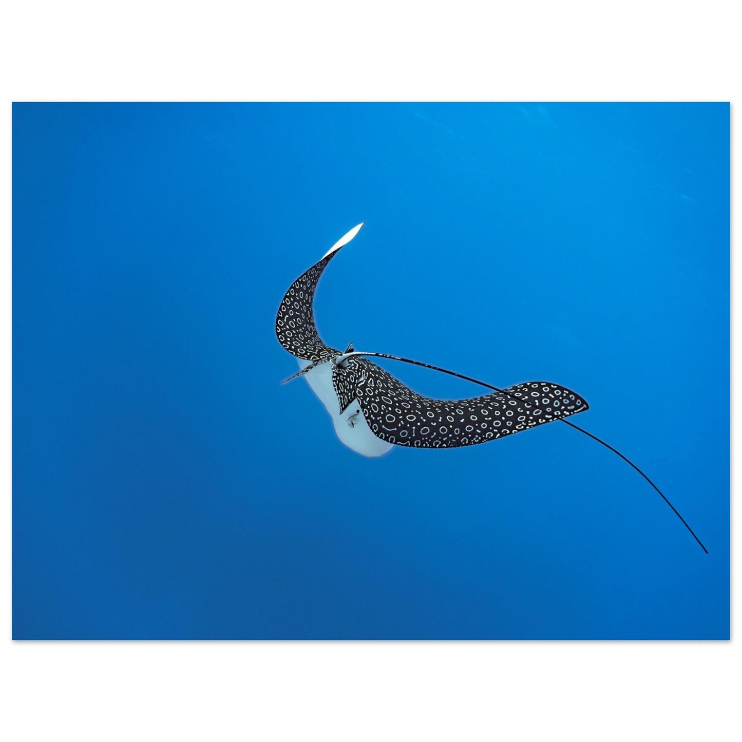 SPOTTED EAGLE RAY - MATTE POSTER