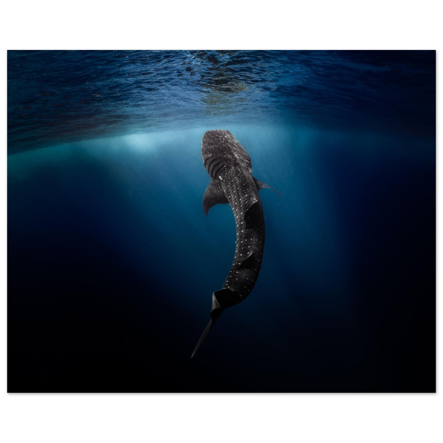 WHALE SHARK EATING AT THE SURFACE - MATTE POSTER