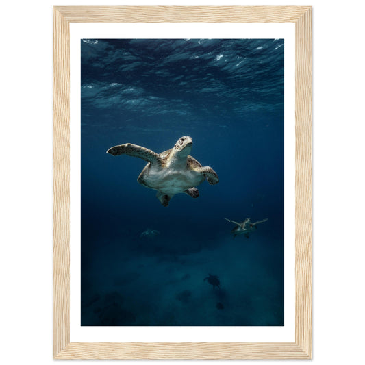ONE FOR ALL - TURTLE ODYSSEY - WOODEN FRAME