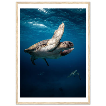 MATING SEA TURTLES - WOODEN FRAME