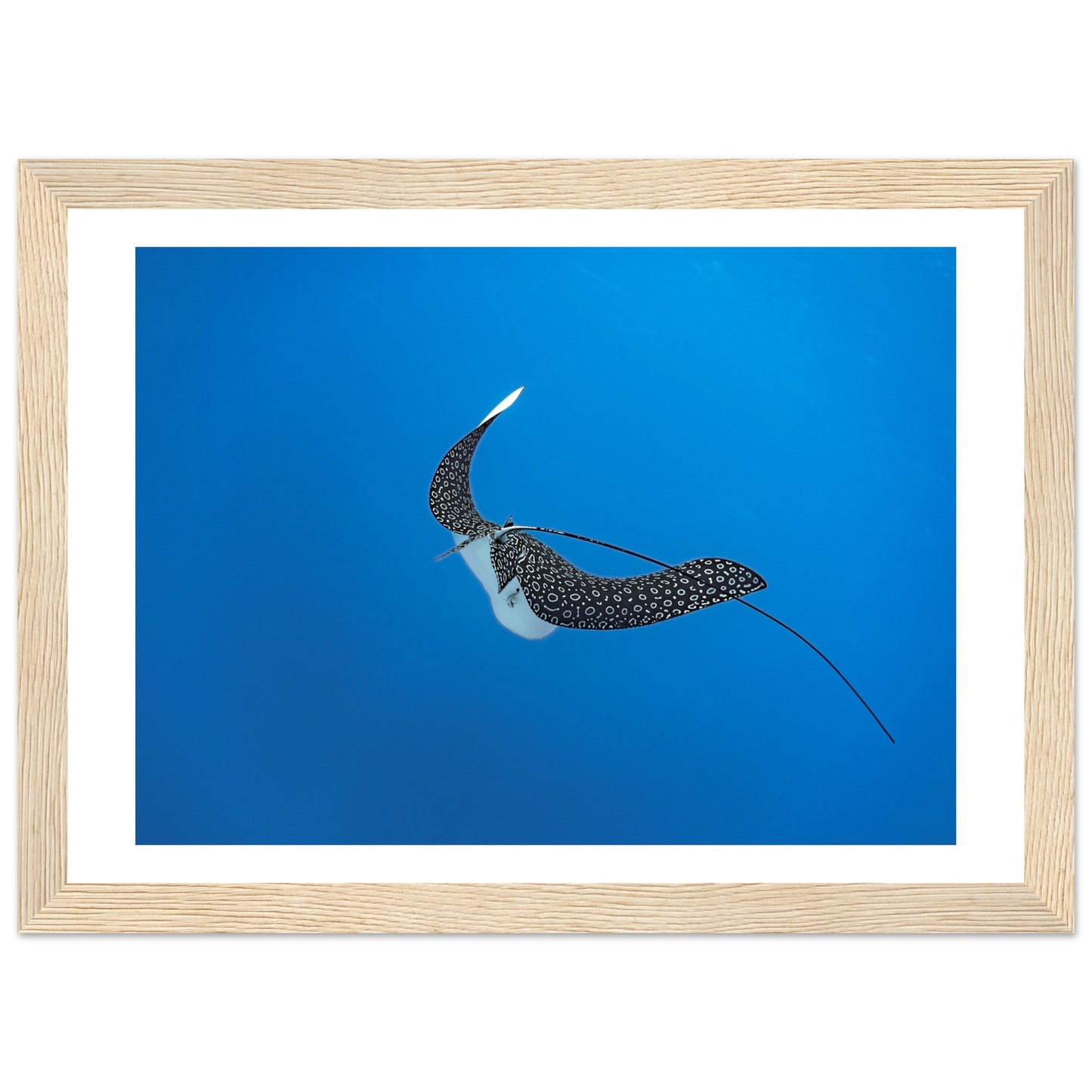 SPOTTED EAGLE RAY - WOODEN FRAME